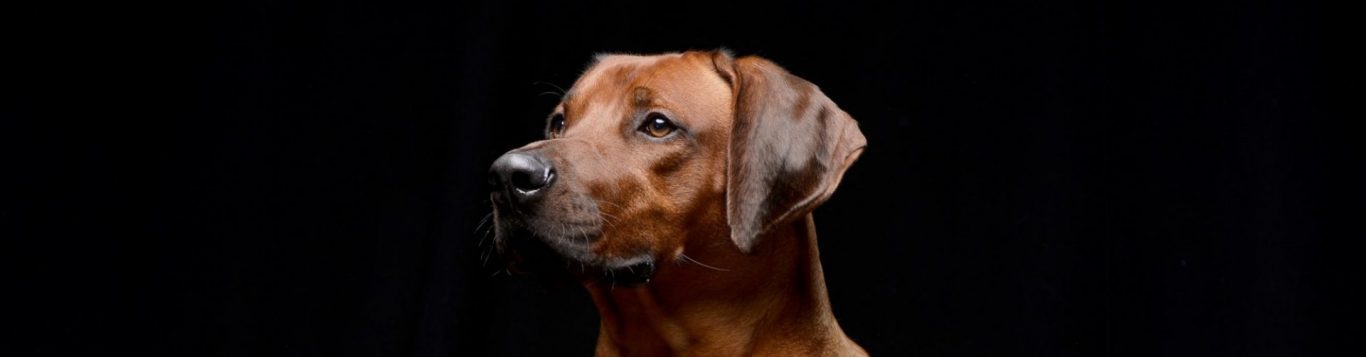 Rhodesian Ridgeback Club Hungary